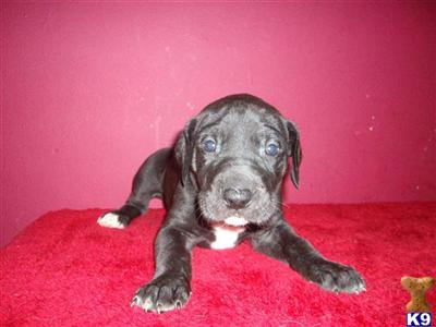 Puppies in TN